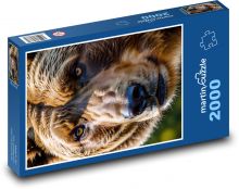 Hlava hnědého medvěda Puzzle 2000 dílků - 90 x 60 cm