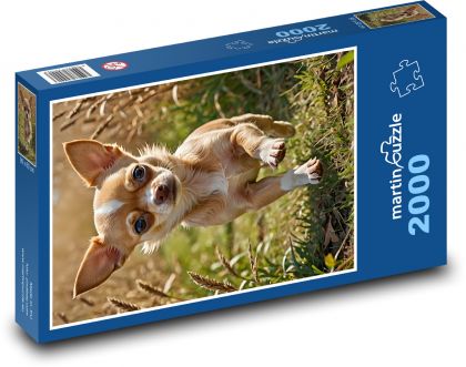 Čivava bežiaca na tráve - Puzzle 2000 dielikov, rozmer 90x60 cm 