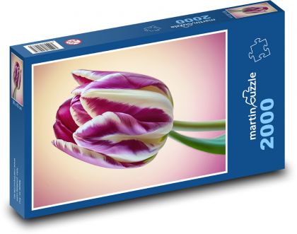 Tulipán - květina, květ - Puzzle 2000 dílků, rozměr 90x60 cm