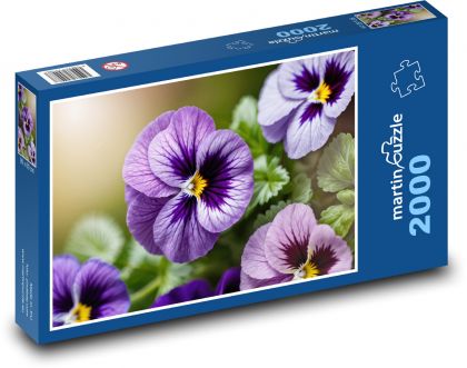 Fialové macešky v záhrade - Puzzle 2000 dielikov, rozmer 90x60 cm 