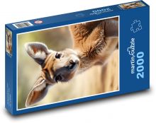 Klokan - vačnatec z Austrálie Puzzle 2000 - 90x60 cm