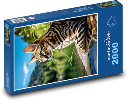 Kočka u jezera - puzzle 2000 dílků