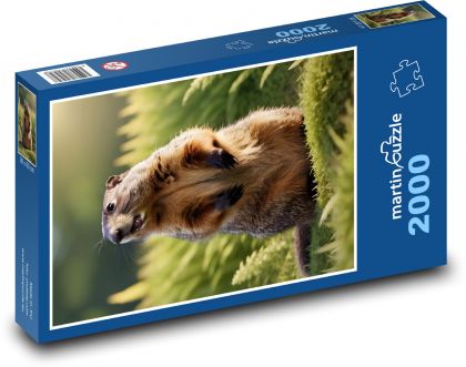 Świstak - gryzoń - Puzzle 2000 elementów, rozmiar 90x60 cm