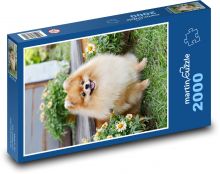 Pes - Pomeranian, mazlíček Puzzle 2000 dílků - 90 x 60 cm