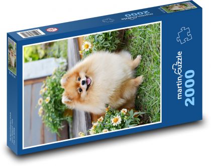 Pes - Pomeranian, mazlíček - Puzzle 2000 dílků, rozměr 90x60 cm