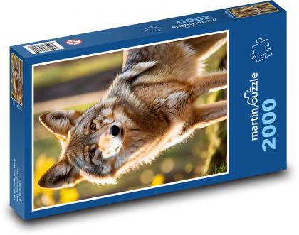Kojot v lese - Puzzle 2000 dielikov, rozmer 90x60 cm 