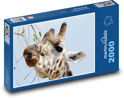 Žirafa - savec, hlava zvířete - puzzle 2000 dílků