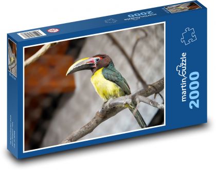 Tukan siedzący na gałęzi - Puzzle 2000 elementów, rozmiar 90x60 cm