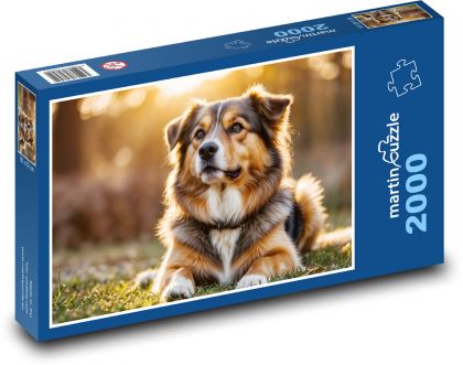 Pes při západu slunce - puzzle 2000 dílků