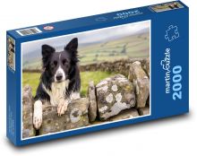 Border kolie - domácá mazlíček Puzzle 2000 dílků - 90 x 60 cm