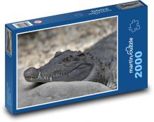 Odpočívajúci aligátor Puzzle 2000 dielikov - 90 x 60 cm