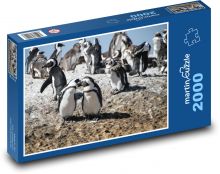 Tučňáci - Jihoafrická republika, Kapské město Puzzle 2000 dílků - 90 x 60 cm