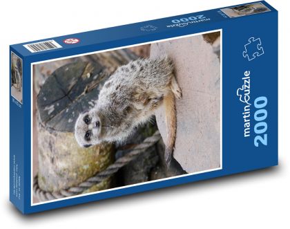 Meerkats at the zoo - Puzzle 2000 pieces, size 90x60 cm 