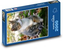 Kočka sedící na mechu Puzzle 2000 dílků - 90 x 60 cm