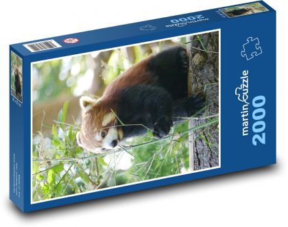 Roter Panda - Puzzle - 2000 Teile