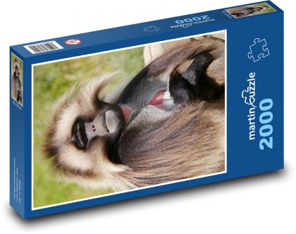 Dželada - pavián, opice - puzzle 2000 dílků