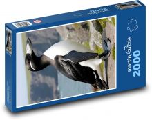 Penguin - animal, coast Puzzle 2000 pieces - 90 x 60 cm