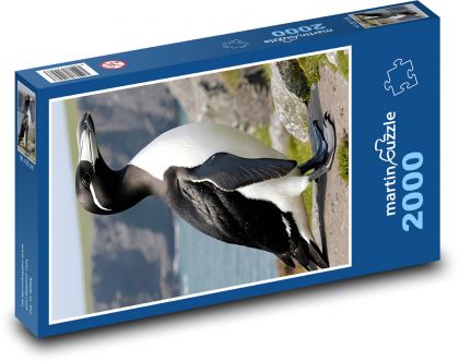 Penguin - animal, coast - Puzzle 2000 pieces, size 90x60 cm 
