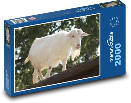Biała koza - zwierzę domowe, gospodarstwo - Puzzle 2000 elementów, rozmiar 90x60 cm