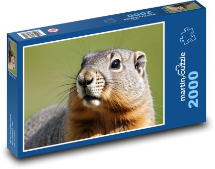 Marmot - Puzzle 2000 pieces, size 90x60 cm 