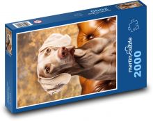 Weimaraner - pes Puzzle 2000 dielikov - 90 x 60 cm