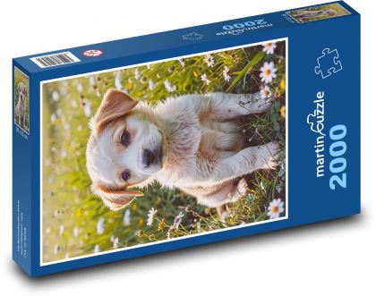 Pes - štěně - puzzle 2000 dílků