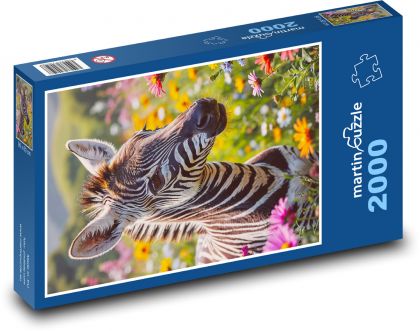 Zebra - Puzzle 2000 elementów, rozmiar 90x60 cm