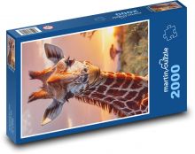 Žirafa Puzzle 2000 - 90x60 cm