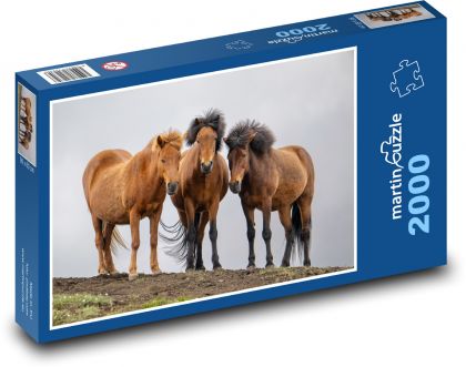 Icelandic horse - Puzzle 2000 pieces, size 90x60 cm 