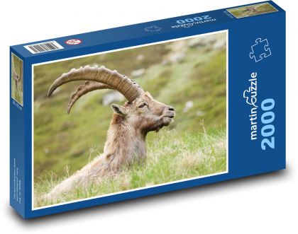 Capra ibex - Puzzle 2000 pieces, size 90x60 cm 