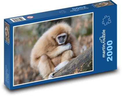 Gibon - małpy - Puzzle 2000 elementów, rozmiar 90x60 cm