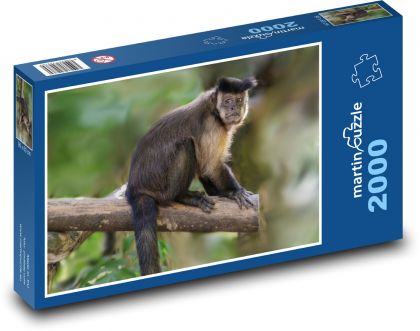 Opica kapucínsky chocholatý - Puzzle 2000 dielikov, rozmer 90x60 cm 