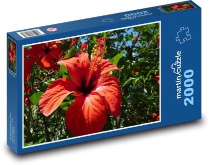Czerwony hibiskus - Puzzle 2000 elementów, rozmiar 90x60 cm