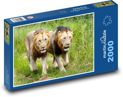 Lvi - puzzle 2000 dílků