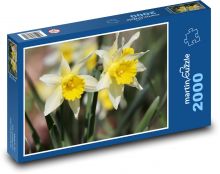 Narzissen Puzzle 2000 Teile - 90 x 60 cm