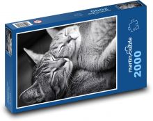 Kočky, černobílé foto Puzzle 2000 dílků - 90 x 60 cm