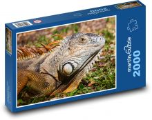 Iguany Puzzle 2000 elementów - 90x60 cm