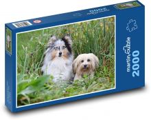 Shetland Shepherd und Bichon Puzzle 2000 Teile - 90 x 60 cm