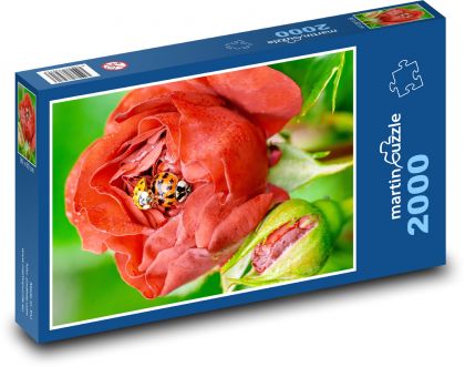 Ruža a slnečnica - Puzzle 2000 dielikov, rozmer 90x60 cm 