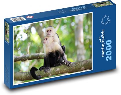 Capuchin Monkey - Puzzle 2000 pieces, size 90x60 cm 
