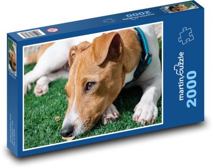 jack-russell-terrier - puzzle 2000 dílků