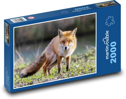 Fox - Puzzle - 2000 Teile
