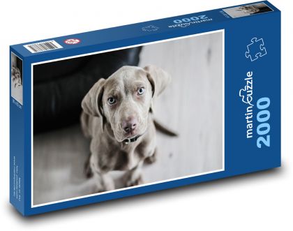 Weimaraner - šteňa - Puzzle 2000 dielikov, rozmer 90x60 cm 