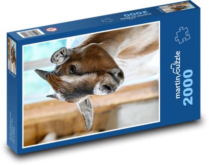 Goat - Puzzle 2000 pieces, size 90x60 cm 