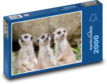 Surikaty - puzzle 2000 dílků