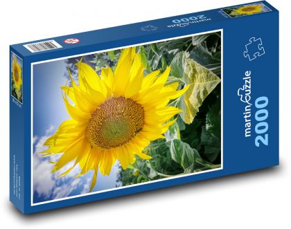 Kwitnący słonecznik - Puzzle 2000 elementów, rozmiar 90x60 cm