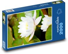 Biela vodná ľalia Puzzle 2000 dielikov - 90 x 60 cm
