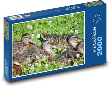 Kačiatka v tráve - Puzzle 2000 dielikov, rozmer 90x60 cm 