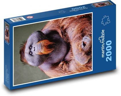 Orangutan - opica - Puzzle 2000 dielikov, rozmer 90x60 cm 