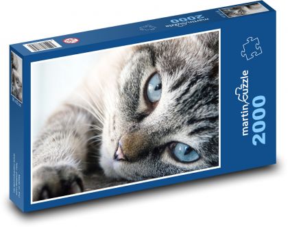 Kot - Puzzle 2000 elementów, rozmiar 90x60 cm